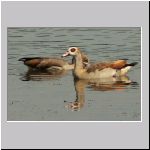 Alopochen aegyptiacus - Nilgans 01 Sundermannsee.jpg